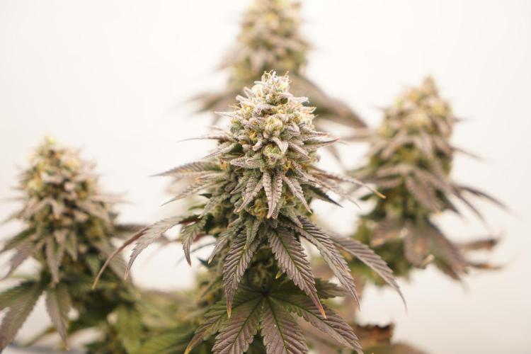 Orange Creampop #2025. Week 14 - Day #106 F#62