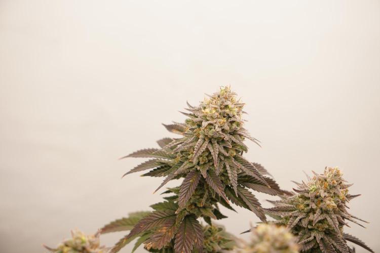 Orange Creampop #2025. Week 14 - Day #106 F#62