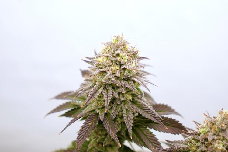 Orange Creampop #2025. Week 14 - Day #106 F#62