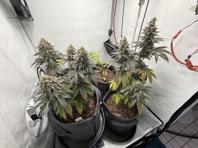 Orange Creampop #2025. Week 14 - Day #106 F#62