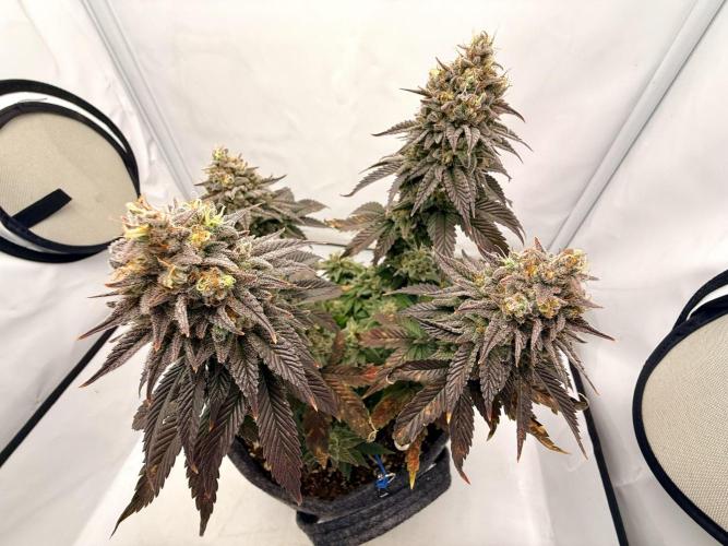Orange Creampop #2025. Week 14 - Day #106 F#62