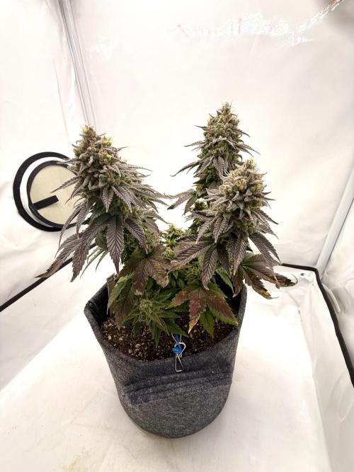 Orange Creampop #2025. Week 14 - Day #106 F#62