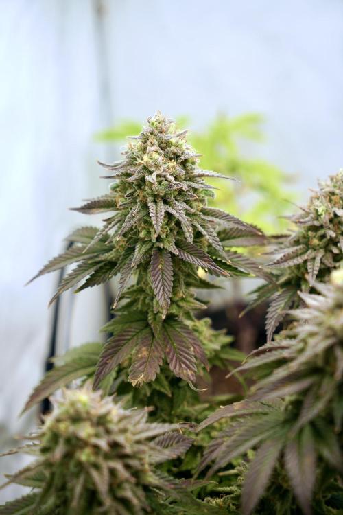 Orange Creampop #2025. Week 14 - Day #106 F#62