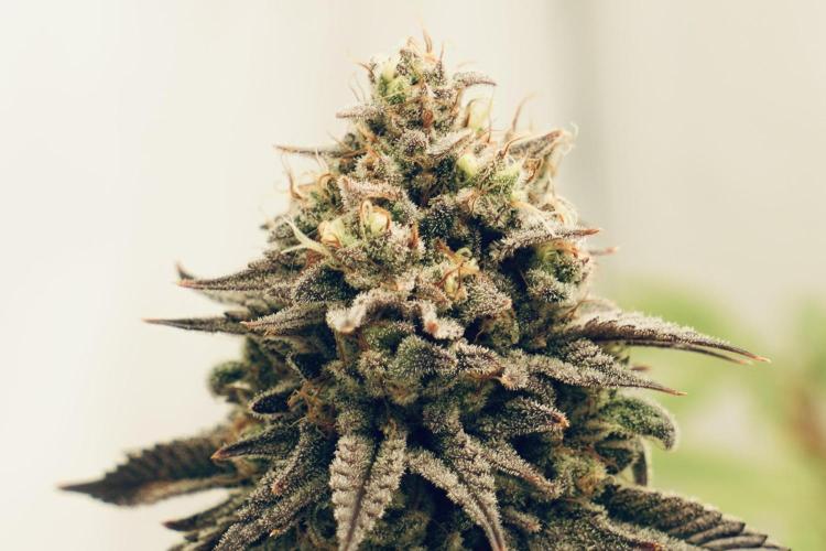 Orange Creampop #2025. Week 14 - Day #106 F#62