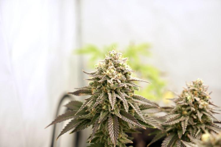 Orange Creampop #2025. Week 14 - Day #106 F#62