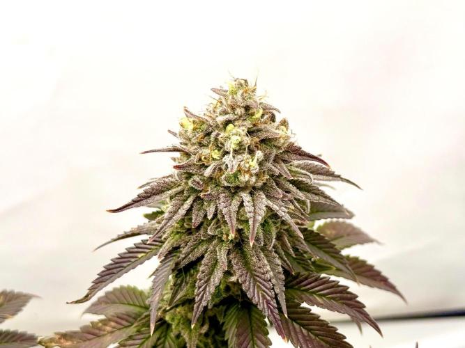 Orange Creampop #2025. Week 14 - Day #106 F#62