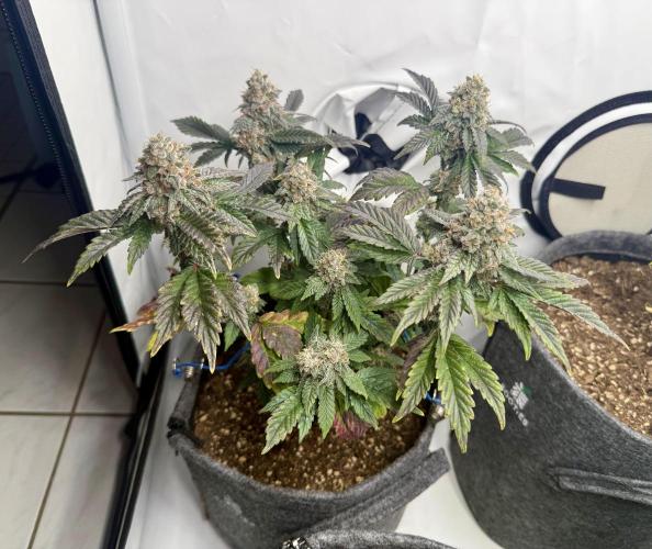 G.S. Cookies #2025. Week 14 - Tag #99 F#55