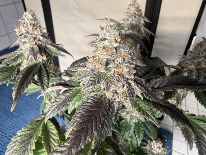 G.S. Cookies #2025. Week 14 - Tag #99 F#55