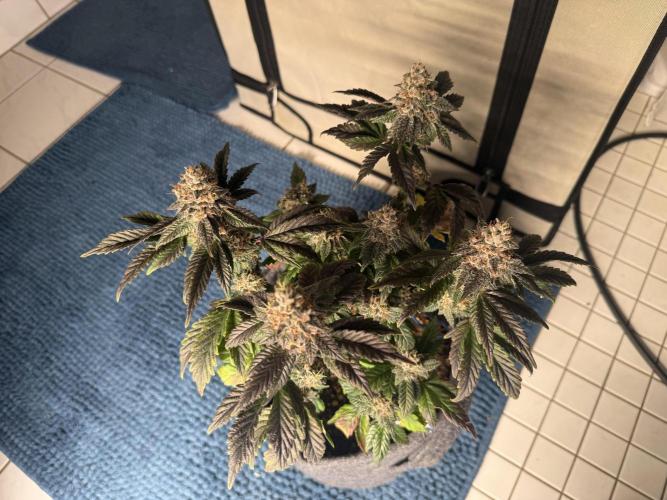 G.S. Cookies #2025. Week 14 - Tag #99 F#55