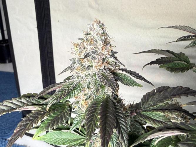 G.S. Cookies #2025. Week 14 - Tag #99 F#55