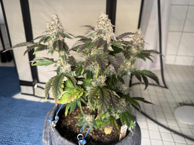 G.S. Cookies #2025. Week 14 - Tag #99 F#55