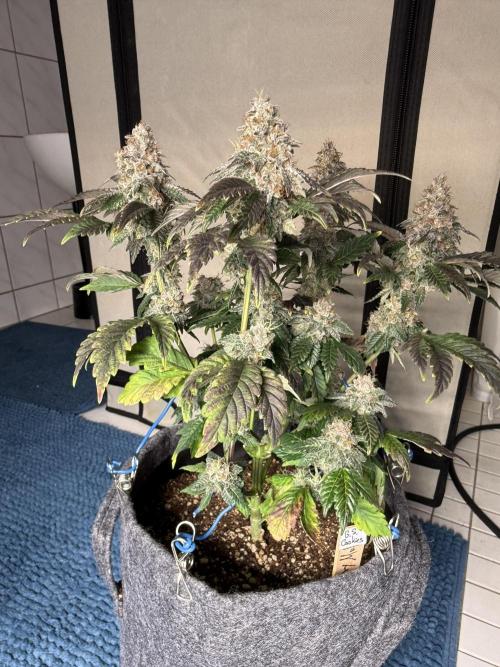 G.S. Cookies #2025. Week 14 - Tag #99 F#55