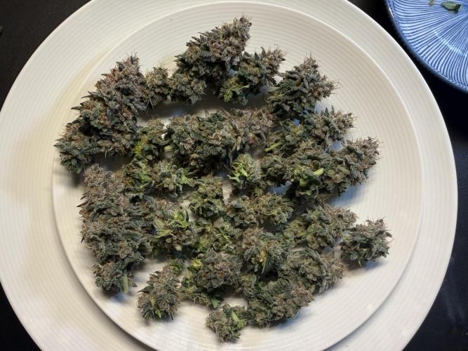 G.S. Cookies #2025. Week 14 - Tag #99 F#55