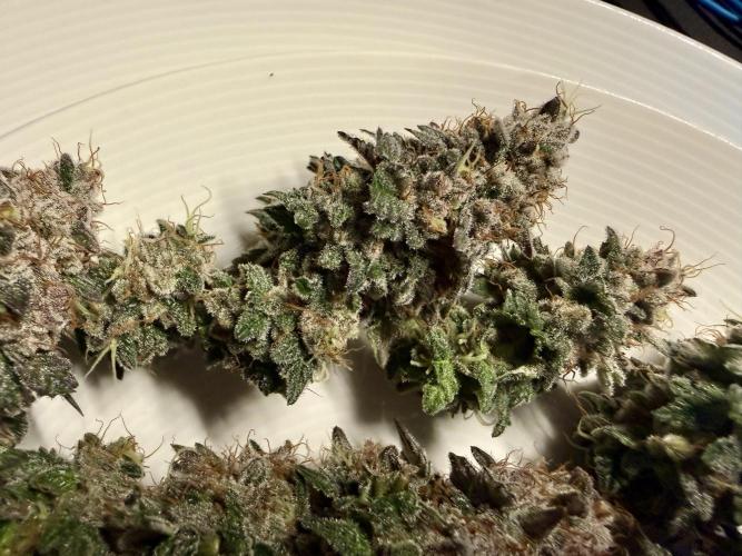 G.S. Cookies #2025. Week 14 - Tag #99 F#55