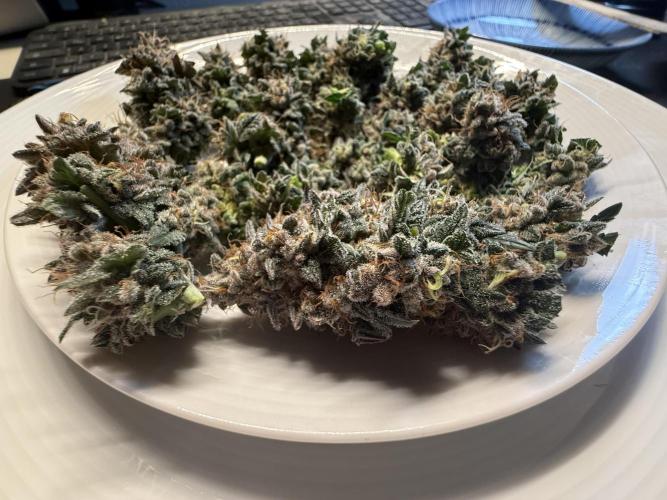 G.S. Cookies #2025. Week 14 - Tag #99 F#55