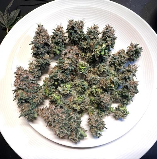 G.S. Cookies #2025. Week 14 - Tag #99 F#55