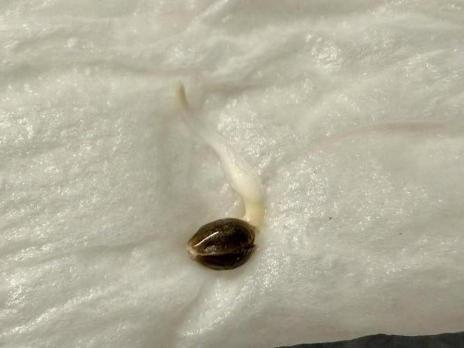 Sweet Mandarine Zkittlez F1 Fast Version. Week 0