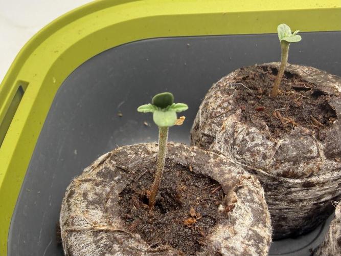 #2026 Balkon GROW Germany - GSC. Week 0 - Day #04