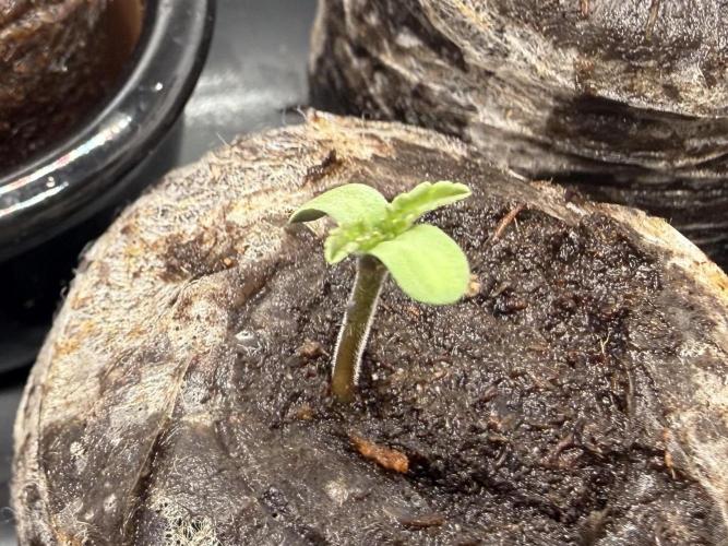 Sweet Mandarine Zkittlez F1 Fast Version. Week 0