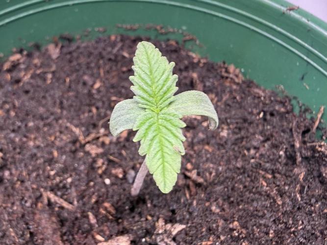 Sweet Mandarine Zkittlez F1 Fast Version. Week 0