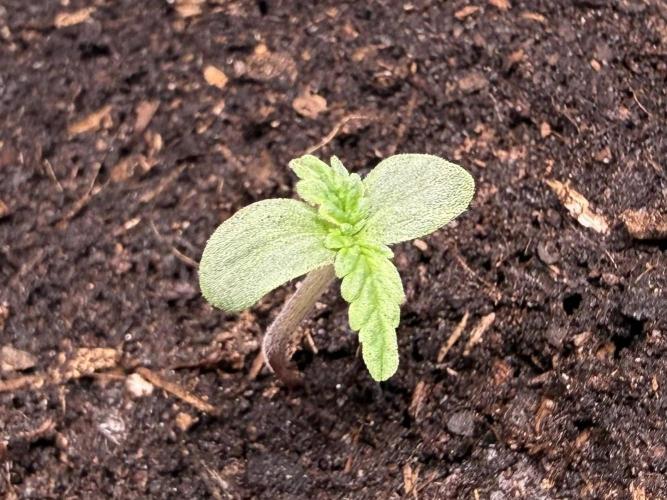 #2026 Balkon GROW Germany - GSC. Week 0 - Day #06