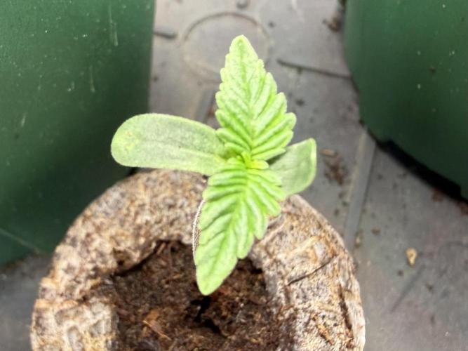 #2026 Balkon GROW Germany - GSC. Week 0 - Day #06