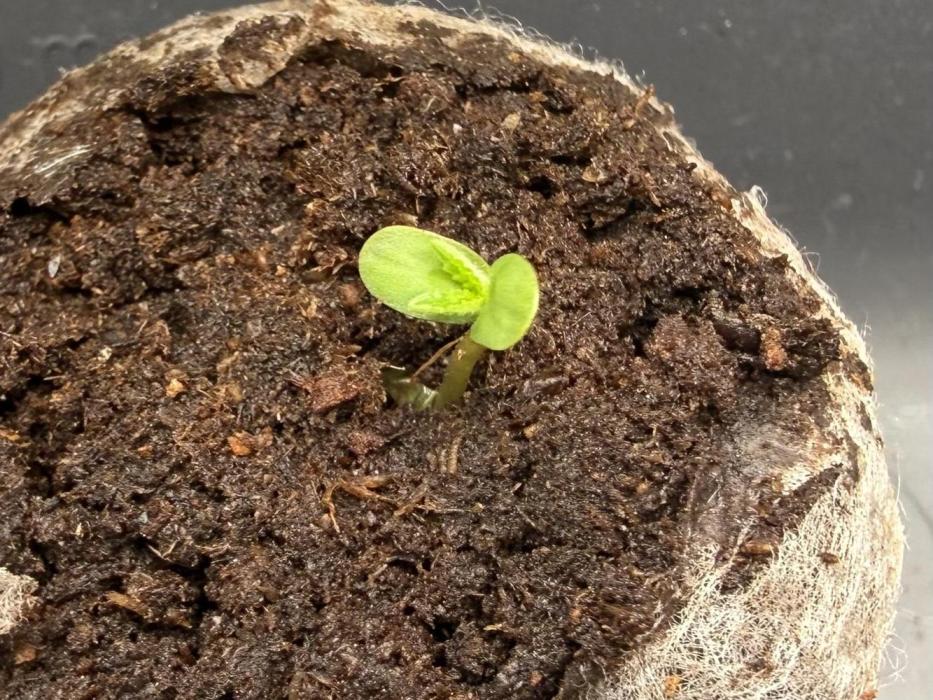 #2026 Balkon GROW Germany - All Gas OG. Week 0 - Day #03