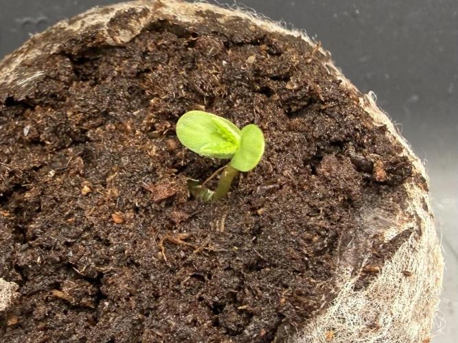 #2026 Balkon GROW Germany - All Gas OG. Week 0 - Day #03