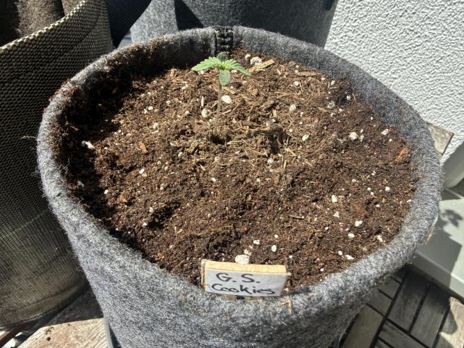 #2026 Balkon GROW Germany - GSC. Week 1 - Day #07