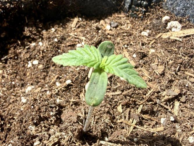 #2026 Balkon GROW Germany - GSC. Week 1 - Day #07