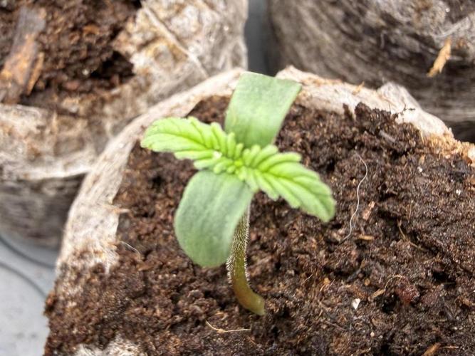 #2026 Balkon GROW Germany - Maui Wowie. Week 0 - Day #05