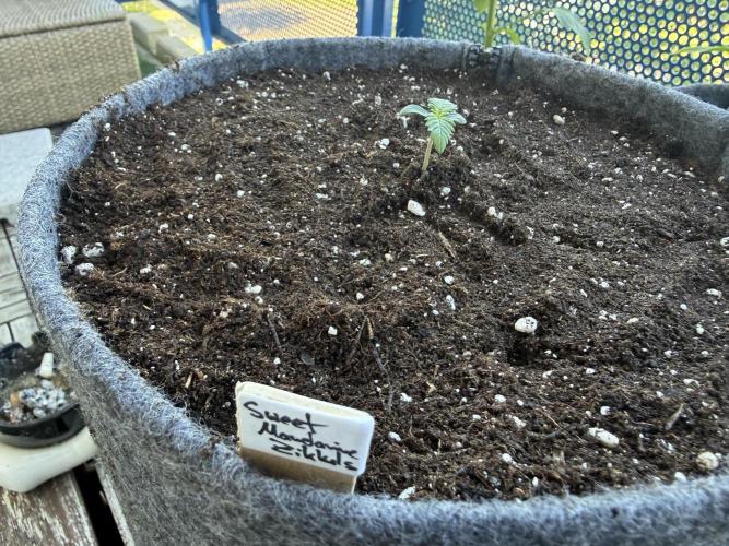 #2026 Balkon GROW Germany - Zkittels. Week 1 - Day #08