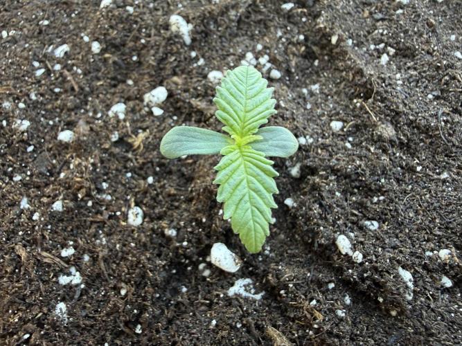 #2026 Balkon GROW Germany - Zkittels. Week 1 - Day #08