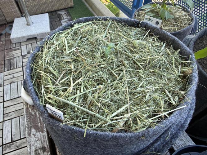 #2026 Balkon GROW Germany - Zkittels. Week 1 - Day #08