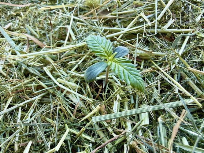 #2026 Balkon GROW Germany - Zkittels. Week 1 - Day #08