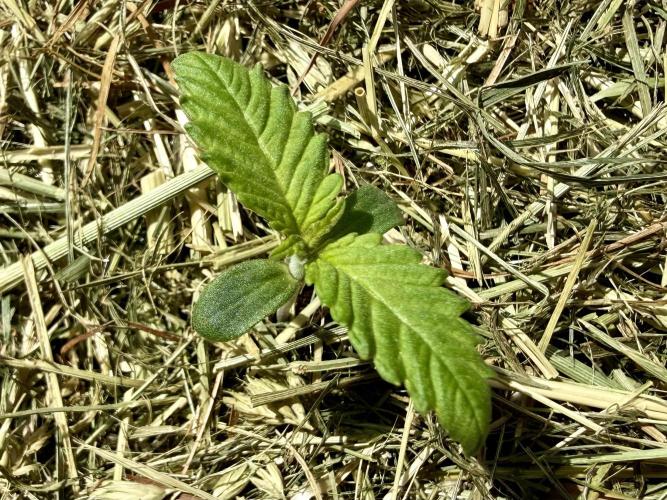 Sweet Mandarine Zkittlez F1 Fast Version. Week 1