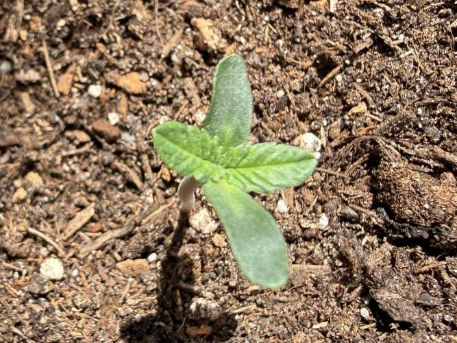 #2026 Balkon GROW Germany - All Gas OG. Week 1 - Day #06