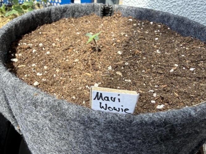 #2026 Balkon GROW Germany - Maui Wowie. Week 1 - Day #06