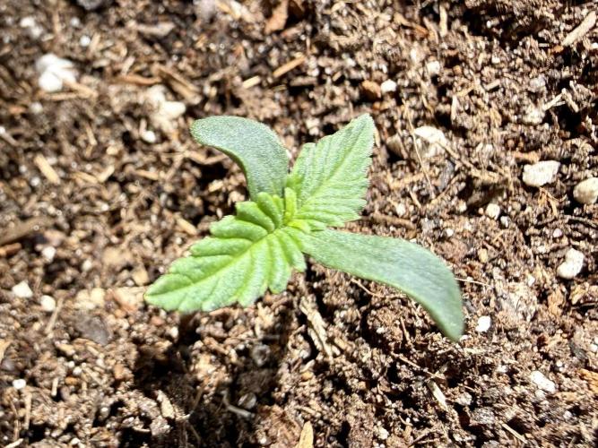 #2026 Balkon GROW Germany - Maui Wowie. Week 1 - Day #06