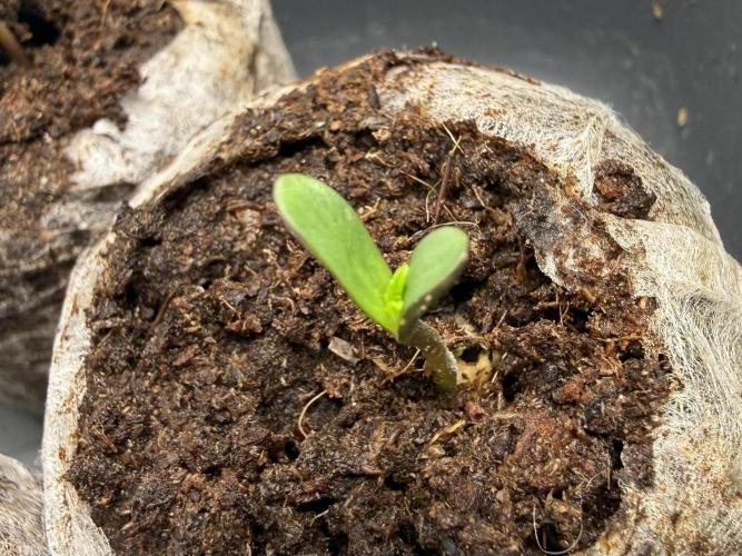 #2026 Balkon GROW Germany - Hindu Kush. Week 0 - Day #05