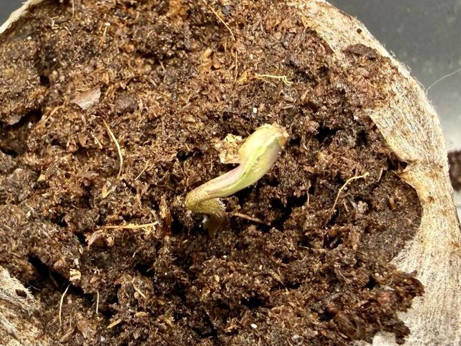 #2026 Balkon GROW Germany - Hindu Kush. Week 0 - Day #05