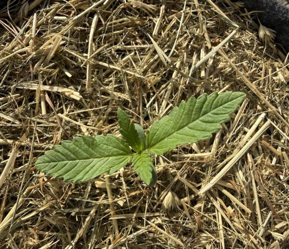 Sweet Mandarine Zkittlez F1 Fast Version. Week 1