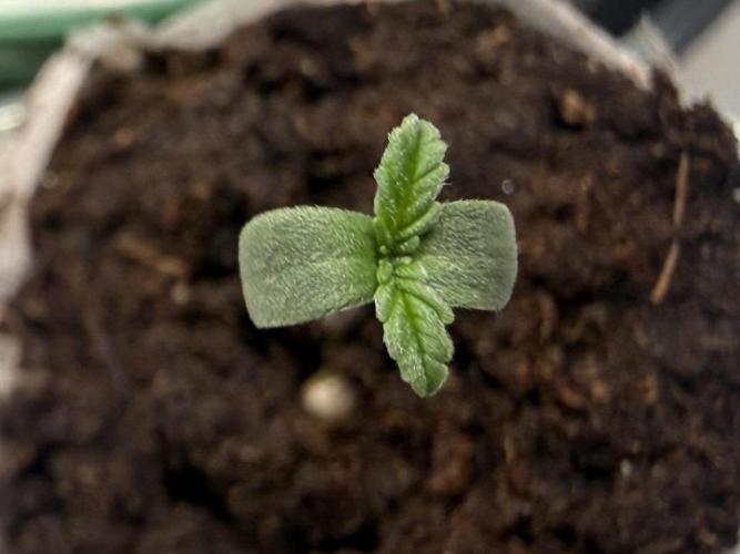 #2026 Balkon GROW Germany - Red Poison. Week 0
