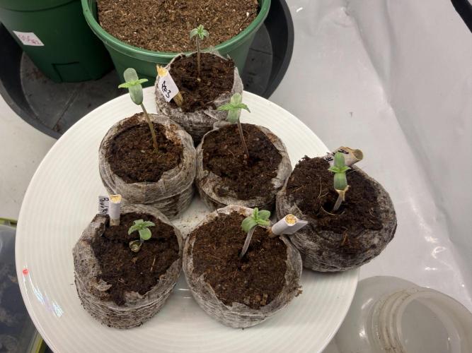 #2026 Balkon GROW Germany - Purple. Week 0