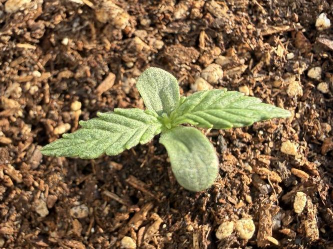 Hindu Kush Automatic. Week 1