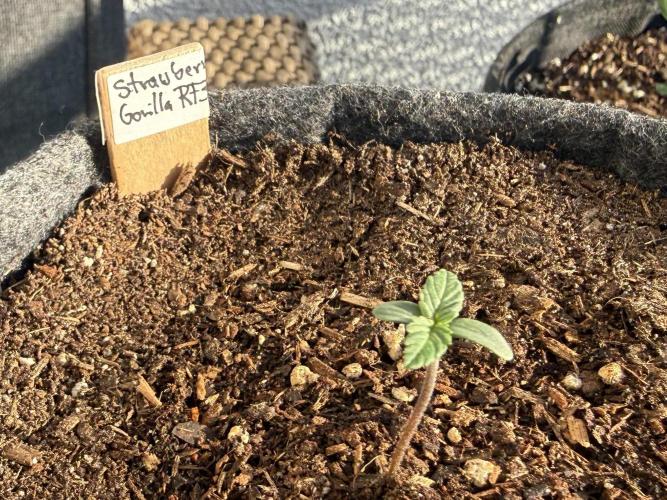#2026 Balkon GROW Germany - Erdberre. Week 1 - Day #06