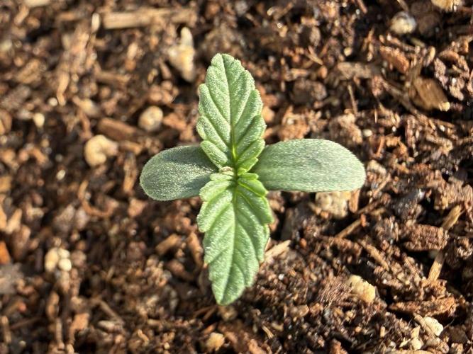 #2026 Balkon GROW Germany - Erdberre. Week 1 - Day #06