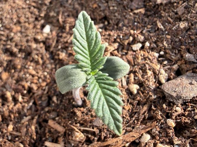 #2026 Balkon GROW Germany - Red Poison. Week 1 - Day #06