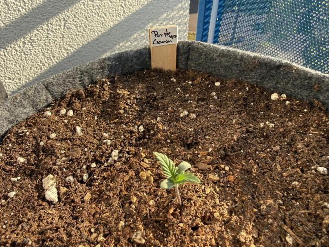 #2026 Balkon GROW Germany - Purple. Week 1 - Day #06