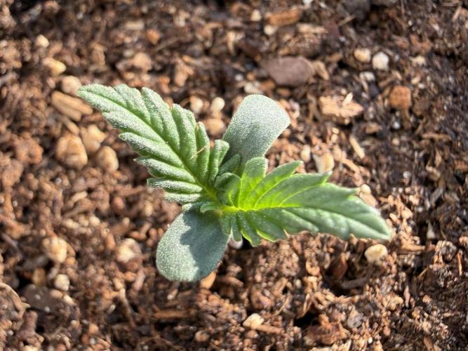 #2026 Balkon GROW Germany - Purple. Week 1 - Day #06